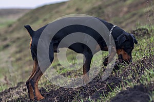 Doberman dog digs its paws and rips teeth pieces of soil in search of a rodent or ground squirrel