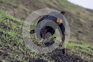 Doberman dog digs its paws and rips teeth pieces of soil in search of a rodent or ground squirrel