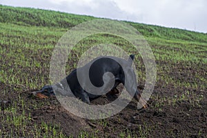 Doberman dog digs its paws and rips teeth pieces of soil in search of a rodent or ground squirrel