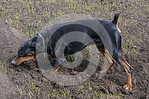 Doberman dog digs its paws and rips teeth pieces of soil in search of a rodent or ground squirrel