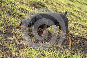 Doberman dog digs its paws and rips teeth pieces of soil in search of a rodent or ground squirrel