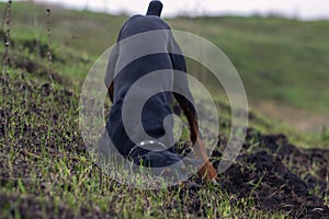 Doberman dog digs its paws and rips teeth pieces of soil in search of a rodent or ground squirrel