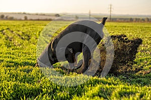 Doberman dog digs its paws and rips teeth pieces of soil in search of a rodent or ground squirrel