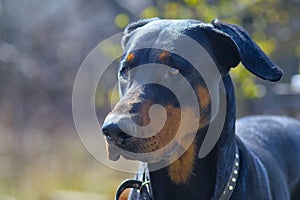 Doberman dog head with ears. Portrait of a left side view photo