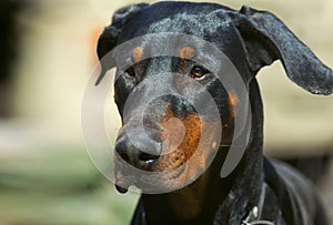 Doberman dog head with ears. Portrait of a left side view photo