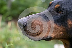 Doberman dog head with ears. Portrait of a left side view photo