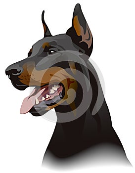 Doberman dog. Illustration photo