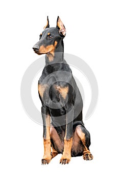 Doberman dog isolated on a white