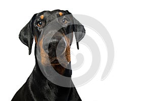 Doberman dog isolated on white background