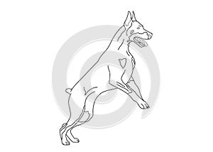 Doberman dog jumping for logo, coloring book pets for design, dog show catalog, kennel logo vector outline illustration