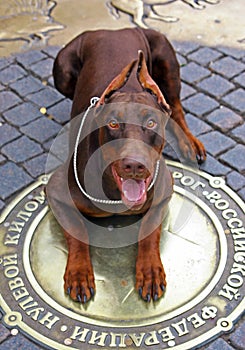 Doberman dog laying on the hatch