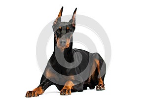 doberman dog lie