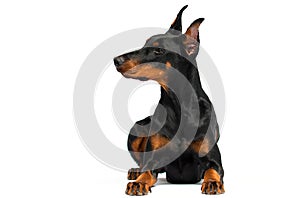 Doberman dog lie