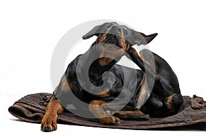 The Doberman dog lies and scratches behind the ear with its hind paw. on white