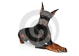 Doberman dog lying on a white background