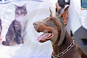 Doberman dog near the poster with the image of a cat