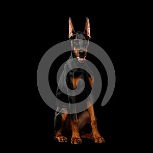 Doberman Dog with catting ears on isolated Black background