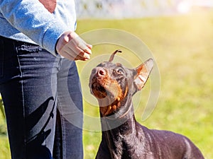 Doberman dog picks food from the hand of the mistress