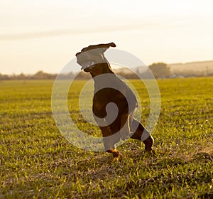 Doberman dog plays in the field - jumps and runs