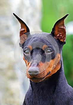 Doberman dog portrait