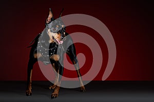 Doberman dog posing standing on a gray base photo