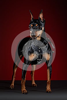 Doberman dog posing standing on a gray base photo