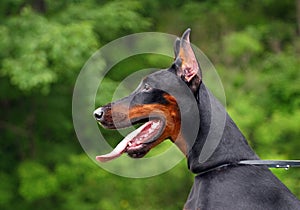 Doberman dog profile