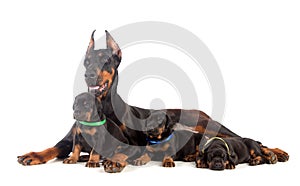 Doberman dog with puppies