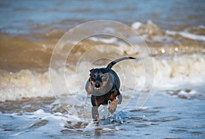 Doberman dog puppy swims in dirty water during a flood