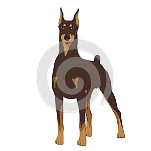 Doberman dog realistic