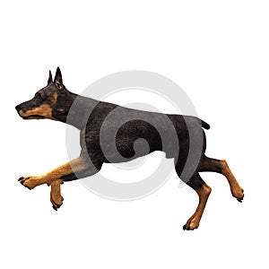 Doberman dog running