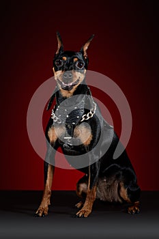 Doberman dog sitting with a red background photo