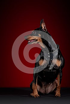 Doberman dog sitting with a red background photo