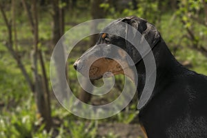 Doberman dog six months on the background of green bushes