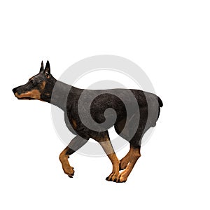 Doberman dog sprinting