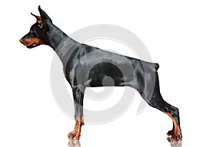 Doberman dog stand isolated on white background. Side view