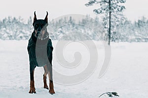 Doberman dog is standing in outdoors photo