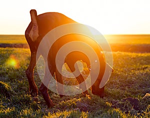 Doberman dog stands in a green field of winter wheat in late autumn, early morning in the frost against the backdrop of the rising