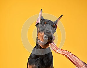 Doberman dog on a yellow background gnaws on a treat. funny pet