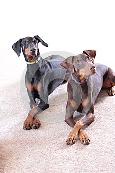 Doberman dogs male female posing