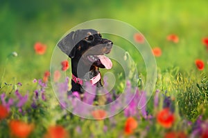 Doberman in flowers