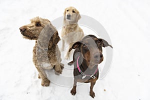 Doberman, Golden retreiver and goldendoodle dog through winter snow season