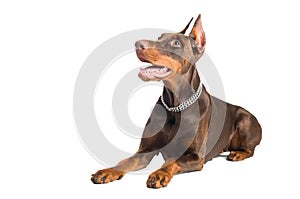 Doberman isolated over white