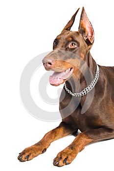 Doberman isolated over white