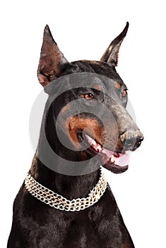 Doberman isolated on white background