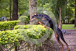 Doberman jumping
