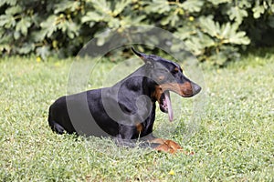 Doberman lying down and yawing while resting