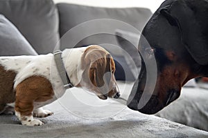 Doberman and Miniature Dachshund face to face