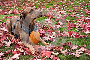 Doberman mix dog laying outside with an orange pumpkin on green lawn covered in red fall leaves