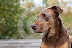 Doberman mix dog laying on a wood dock, lookup up adoringly, in a park